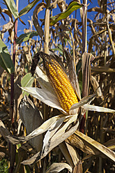Germany, Corn cob in field at Munsterland - MSF002794