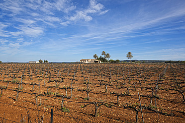 Spanien, Mallorca, Blick auf landwirtschaftliche Flächen - MS002785