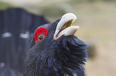 Deutschland, Tetrao urogallus im Schwarzwald, Nahaufnahme - JOKF000009