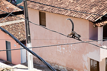 Brasilien, Bahia, Affe klettert auf Stromleitungen - ND000324