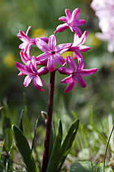 Deutschland, Bayern, Ansicht einer Hyazinthenblüte - NDF000331