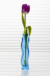 Tulpe in Blumenvase, Nahaufnahme - CSF016511