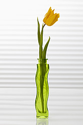 Tulpe in Blumenvase, Nahaufnahme - CSF016512