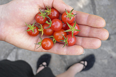 Deutschland, Human Hand Gardening Tomaten - NDF000335