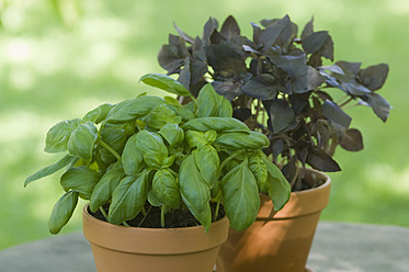 Pot plant of Basil and Red Basil - ASF004818