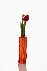 Red flower vase with tulip on white background, close up - CSF016548