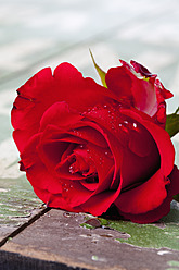 Rote Rose auf Holztisch, Nahaufnahme - CSF016550