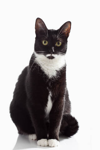 Black and white cat on white background, close up stock photo