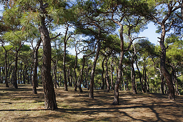 Türkei, Istanbul, Blick auf den Pinienwald bei Buyukada - SIEF003324