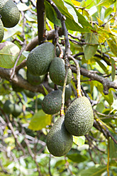 USA, Hawaii, Avocado growing on tree - NHF001332