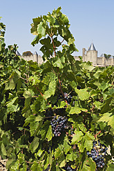 Frankreich, Blick auf Weinberge und Carcassonne im Hintergrund - GWF002131