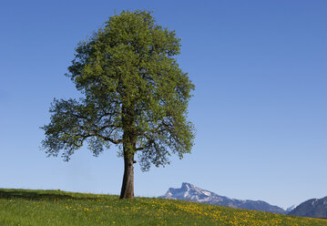 Austria, View of single tree at Salzkammergut, Schafberg mountain in background - WWF002651