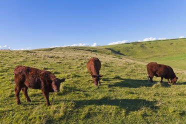 England, Cows grazing on pasture at West Lulworth - WDF001460