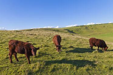 England, Kühe auf der Weide in West Lulworth - WDF001460