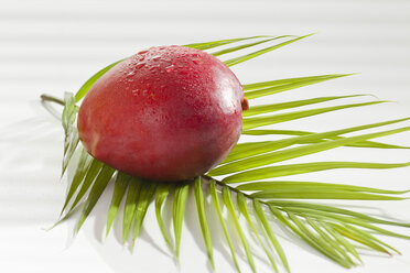 Mango mit Palmblatt auf weißem Hintergrund, Nahaufnahme - CSF016640