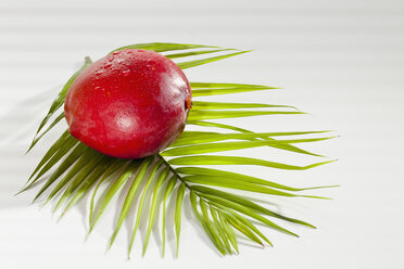 Mango mit Palmblatt auf weißem Hintergrund, Nahaufnahme - CSF016641