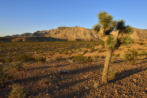 USA, Nevada, Blick auf die Mojave-Wüste mit Joshua Tree, Virgin Mountains im Hintergrund - ESF000256