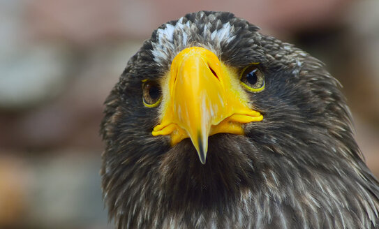 France, Stellers Sea Eagle, close up - JOKF000016