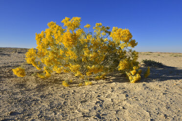 USA, Utah, Blick auf Rabbitbrush - ESF000247