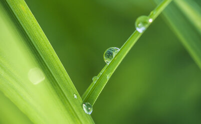 Austria, Close up of water drops on leaf - WVF000312
