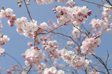 Deutschland, Bayern, Ansicht der japanischen Kirschblüte, Nahaufnahme - CRF002281