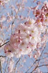 Deutschland, Bayern, Ansicht der japanischen Kirschblüte, Nahaufnahme - CRF002282