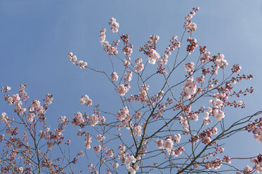 Deutschland, Bayern, Ansicht der japanischen Kirschblüte, Nahaufnahme - CRF002285