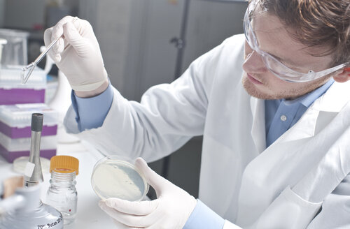 Germany, Young scientist examining bacteria in petri desh - FLF000287