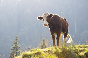 Germany, Bavaria, Cow standing on alpine meadow - UMF000580