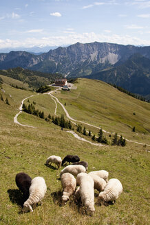 Germany, Bavaria, Sheeps grazing on meadow, Rotwandhaus in background - UMF000582