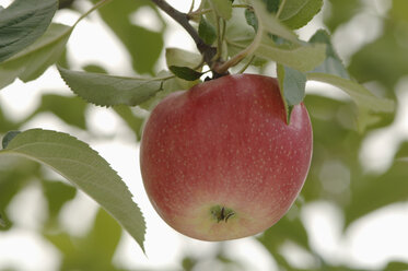 Germany, Bavaria, Apple growing on tree - CRF002290