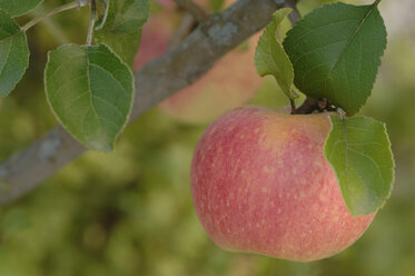 Germany, Bavaria, Apple growing on tree - CRF002291