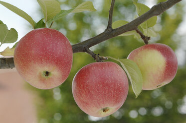 Germany, Bavaria, Apples growing on tree - CRF002292