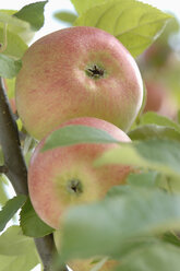 Germany, Bavaria, Apples growing on tree - CRF002293