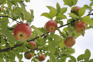 Germany, Bavaria, Apples growing on tree - CRF002294