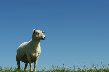 Germany, Lower Saxony, Sheep standing on grass - JEDF000006