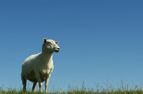Deutschland, Niedersachsen, Schaf stehend auf Gras - JEDF000006