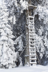 Germany, Bavaria, View of deer stand at Bavarian Forest - FOF004839