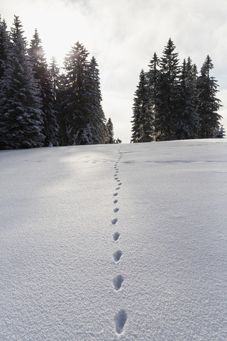 Deutschland, Bayern, Tierspur im Schnee im Bayerischen Wald, lizenzfreies Stockfoto