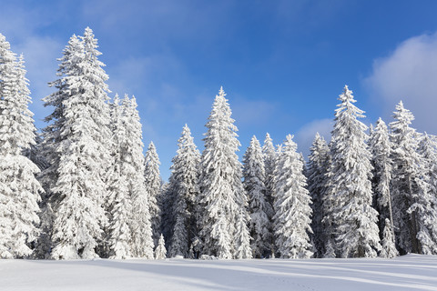 Deutschland, Bayern, Schneebedeckte Bäume im Bayerischen Wald, lizenzfreies Stockfoto