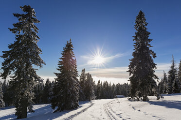 Deutschland, Bayern, Verschneite Holzhütte und Bäume im Bayerischen Wald - FOF004849