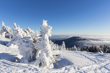 Deutschland, Bayern, Schneebedeckte Bäume im Bayerischen Wald - FOF004853