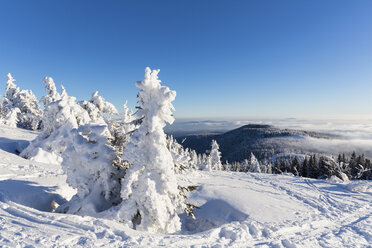 Germany, Bavaria, Snow covered trees at Bavarian Forest - FOF004853