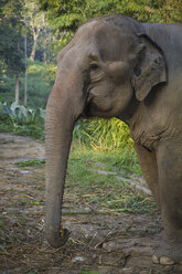 Thailand, Chiang Mai, Elefant im Maesa Elefantencamp - MBEF000570