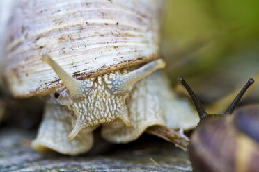 Deutschland, Helix pomatia, Nahaufnahme - JFEF000010