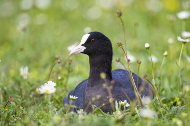 Germany, Bavaria, Eurasian Coot with flower - FOF004769