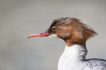 Deutschland, Bayern, Nahaufnahme von Goosander - FOF004781