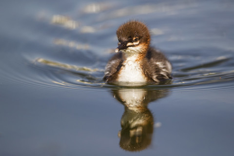 Deutschland, Bayern, Gänsekükenschwimmen, lizenzfreies Stockfoto