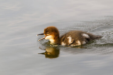 Deutschland, Bayern, Gänsesägerküken schwimmend, Nahaufnahme - FOF004819