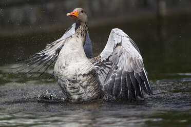 Germany, Bavaria, Greylag Goose bathing - FOF004827